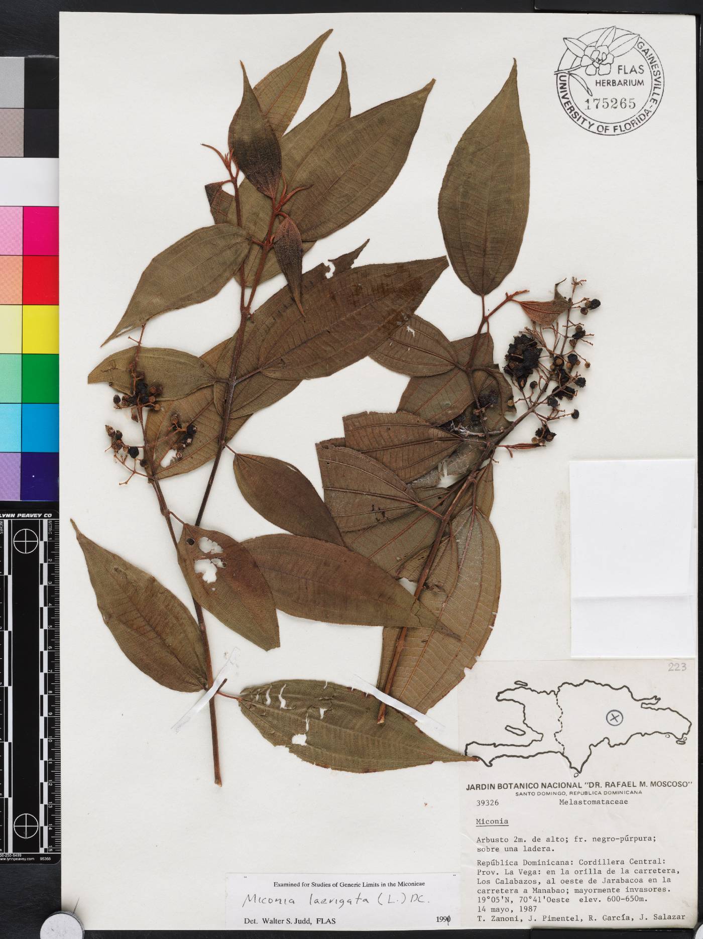 Miconia laevigata image