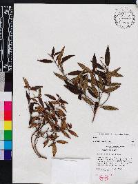 Miconia woodsii image