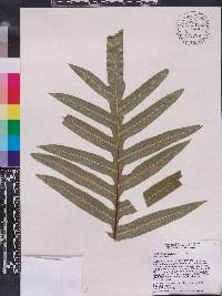 Phlebodium aureum image