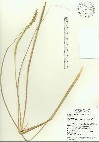 Tripsacum floridanum image