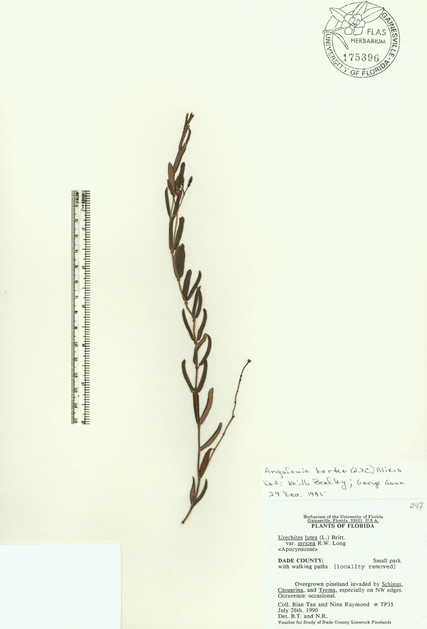 Angadenia berteroi image