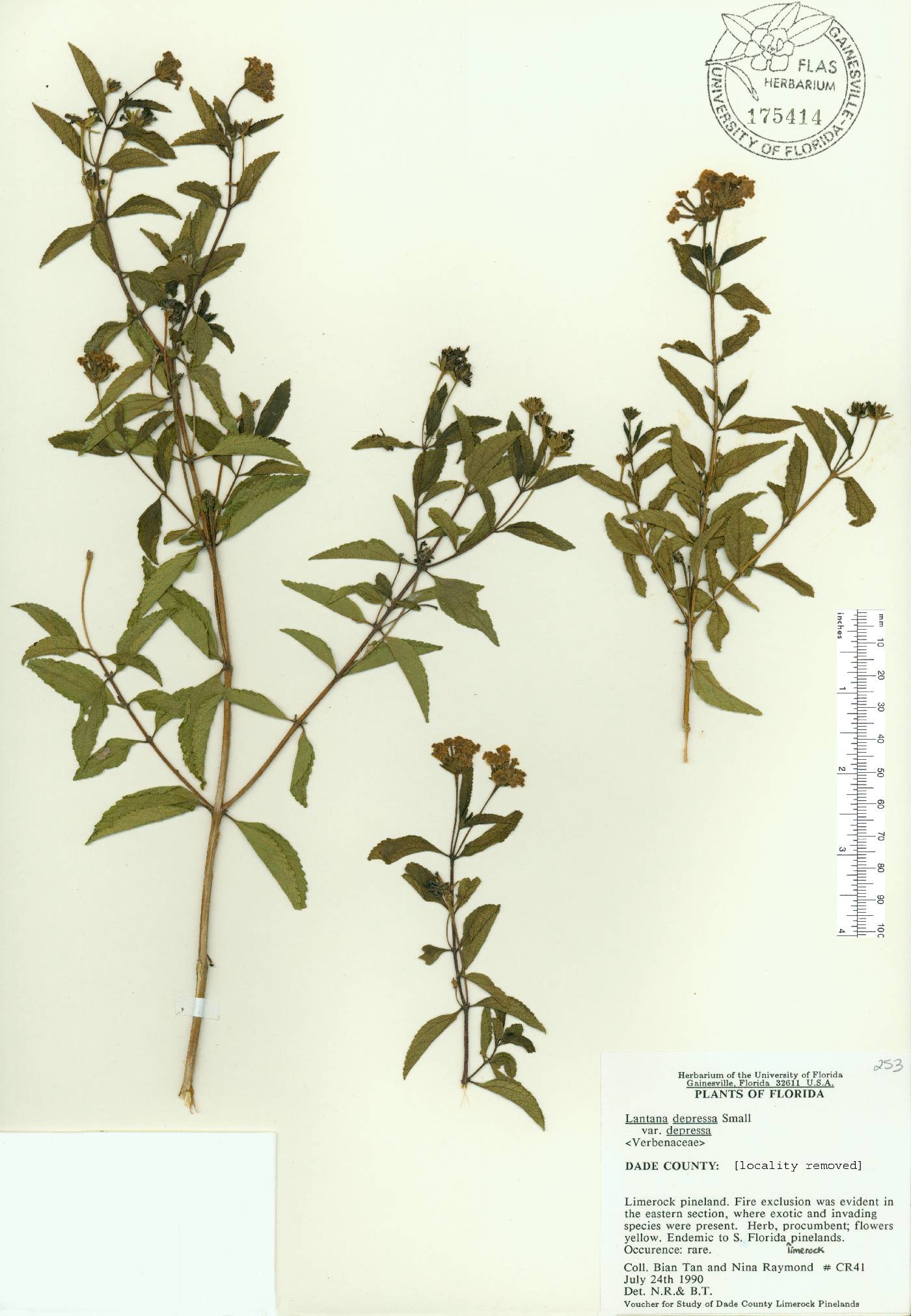 Lantana depressa image