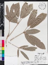 Tabebuia aurea image