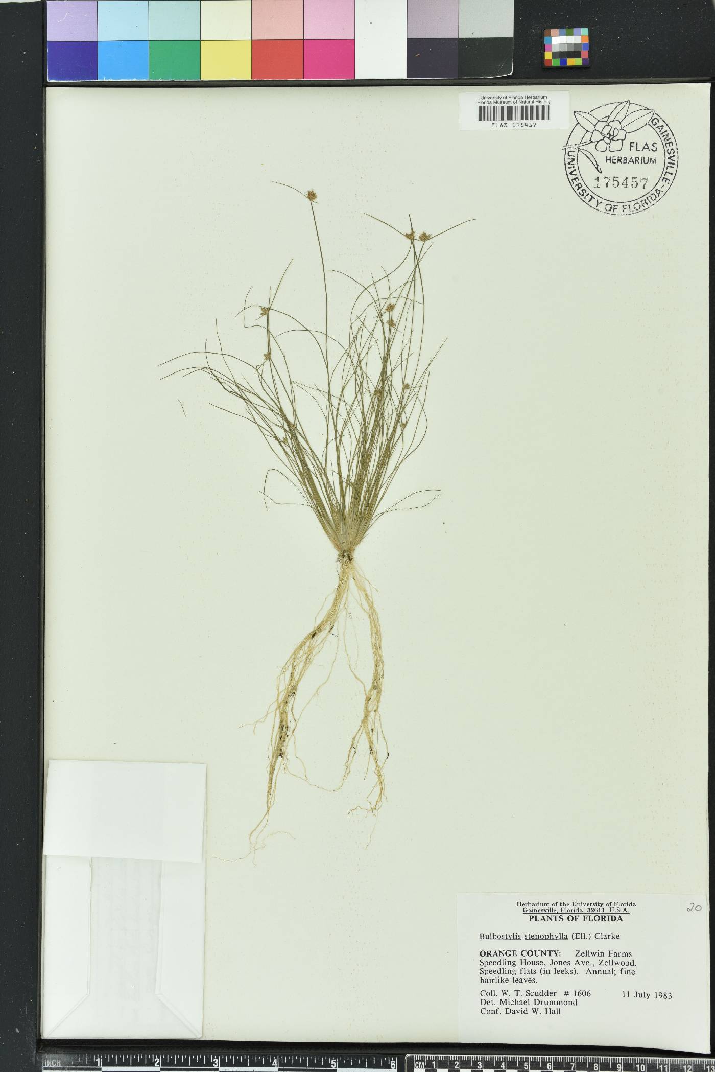 Bulbostylis stenophylla image