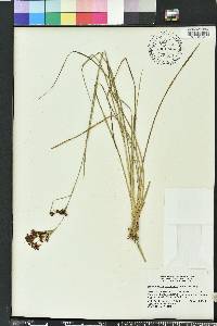 Rhynchospora microcarpa image