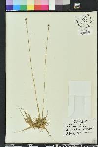 Eriocaulon compressum image