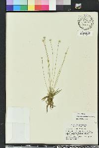 Syngonanthus flavidulus image
