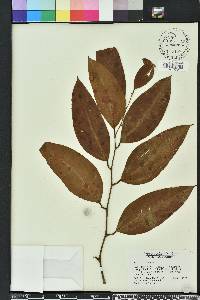 Smilax laurifolia image