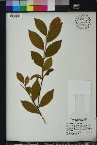 Lyonia lucida image