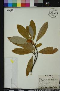 Magnolia virginiana image