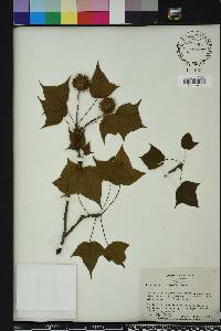 Liquidambar formosana image