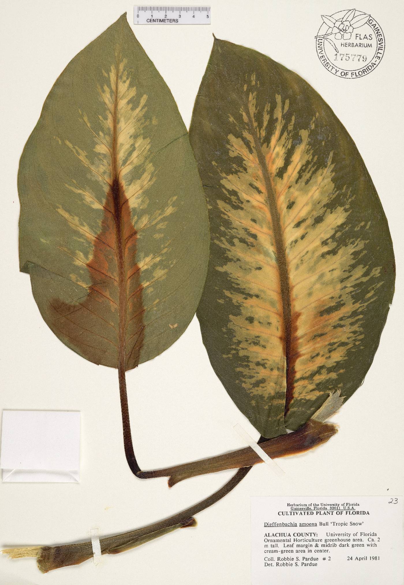 Dieffenbachia seguine image