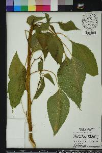 Amaranthus australis image