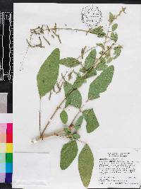 Desmodium tortuosum image