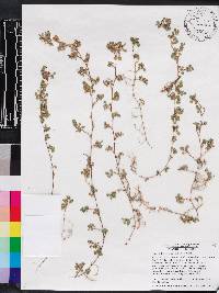 Desmodium triflorum image