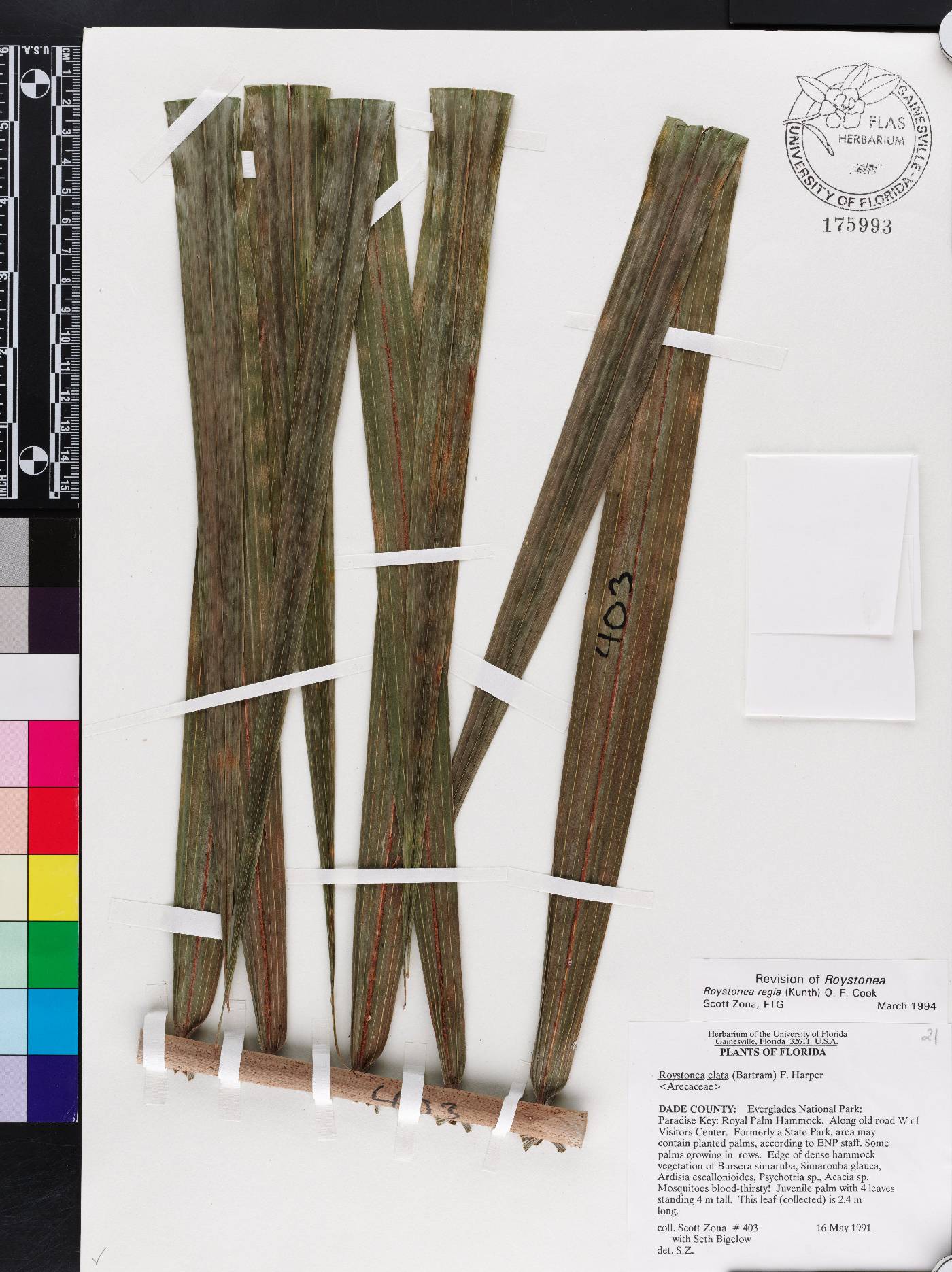 Roystonea regia image