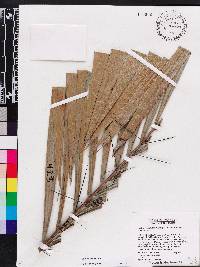 Bactris major image
