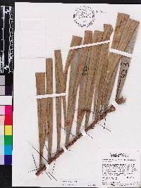 Bactris major image