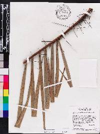 Bactris major image