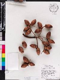 Bactris major image