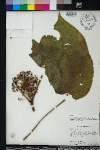 Aralia racemosa image