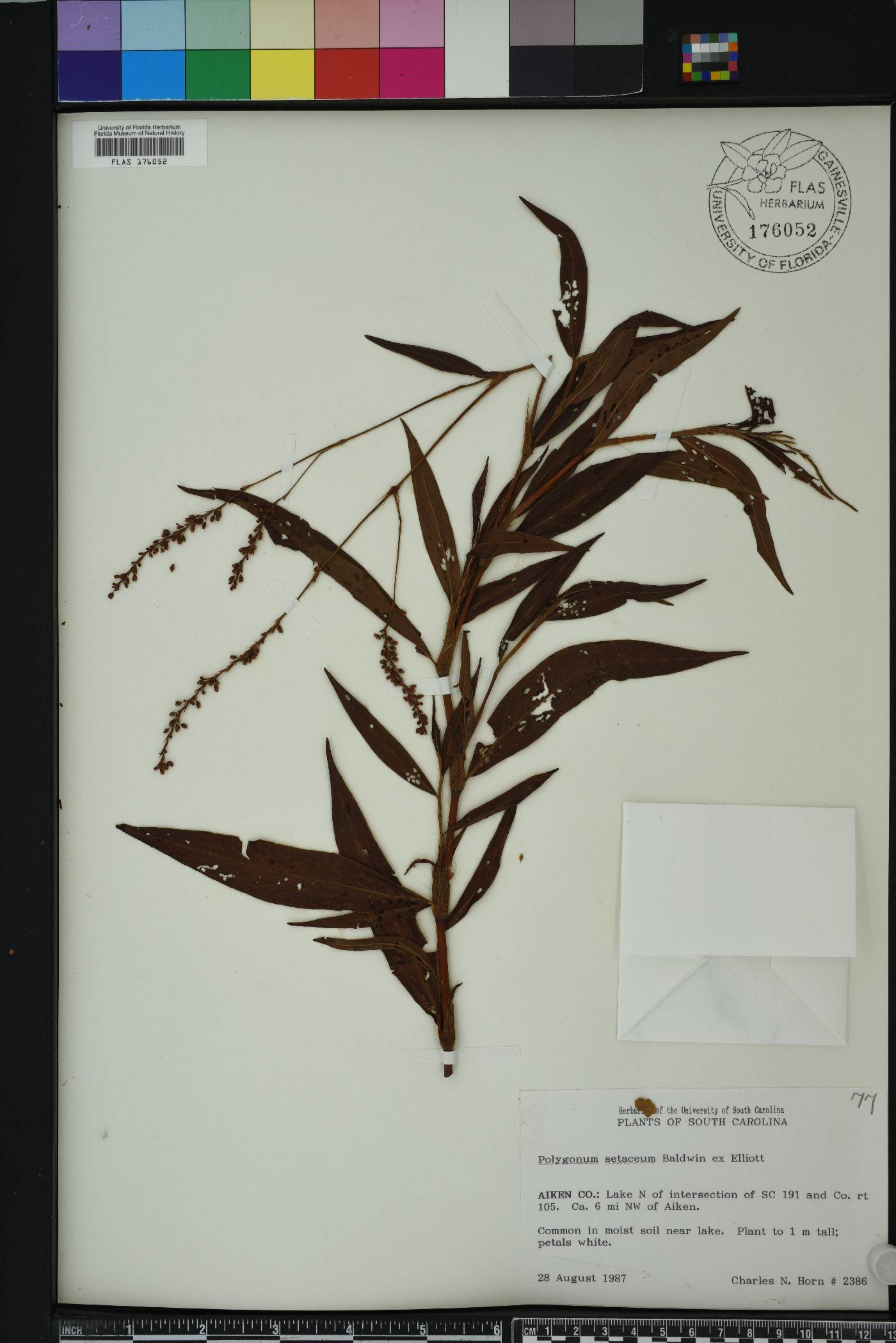 Persicaria setacea image