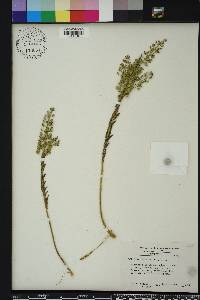 Lepidium campestre image