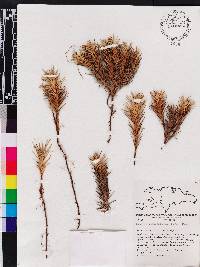 Cyperus pedunculatus image