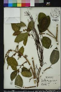 Ficus aurea image