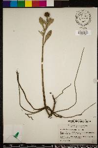 Borrichia frutescens image