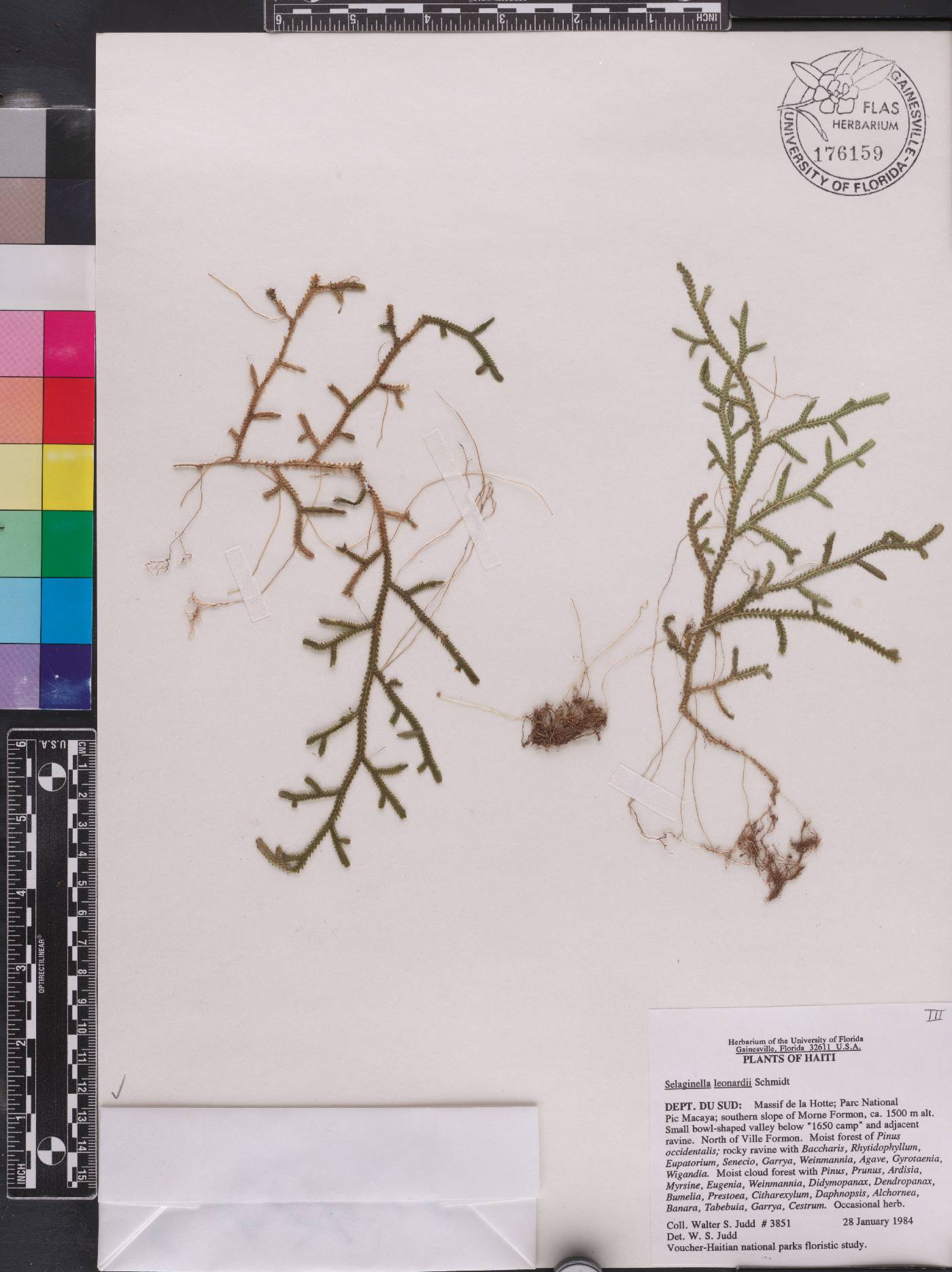 Selaginella leonardii image