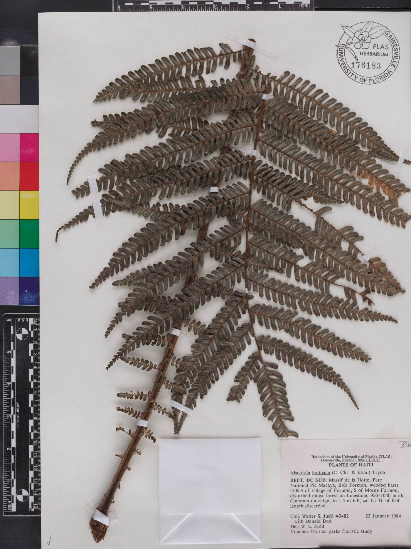 Cyathea hotteana image