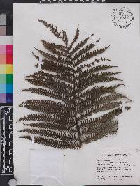 Cyathea hotteana image