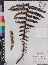 Cyathea hotteana image