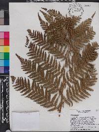 Cyathea furfuracea image