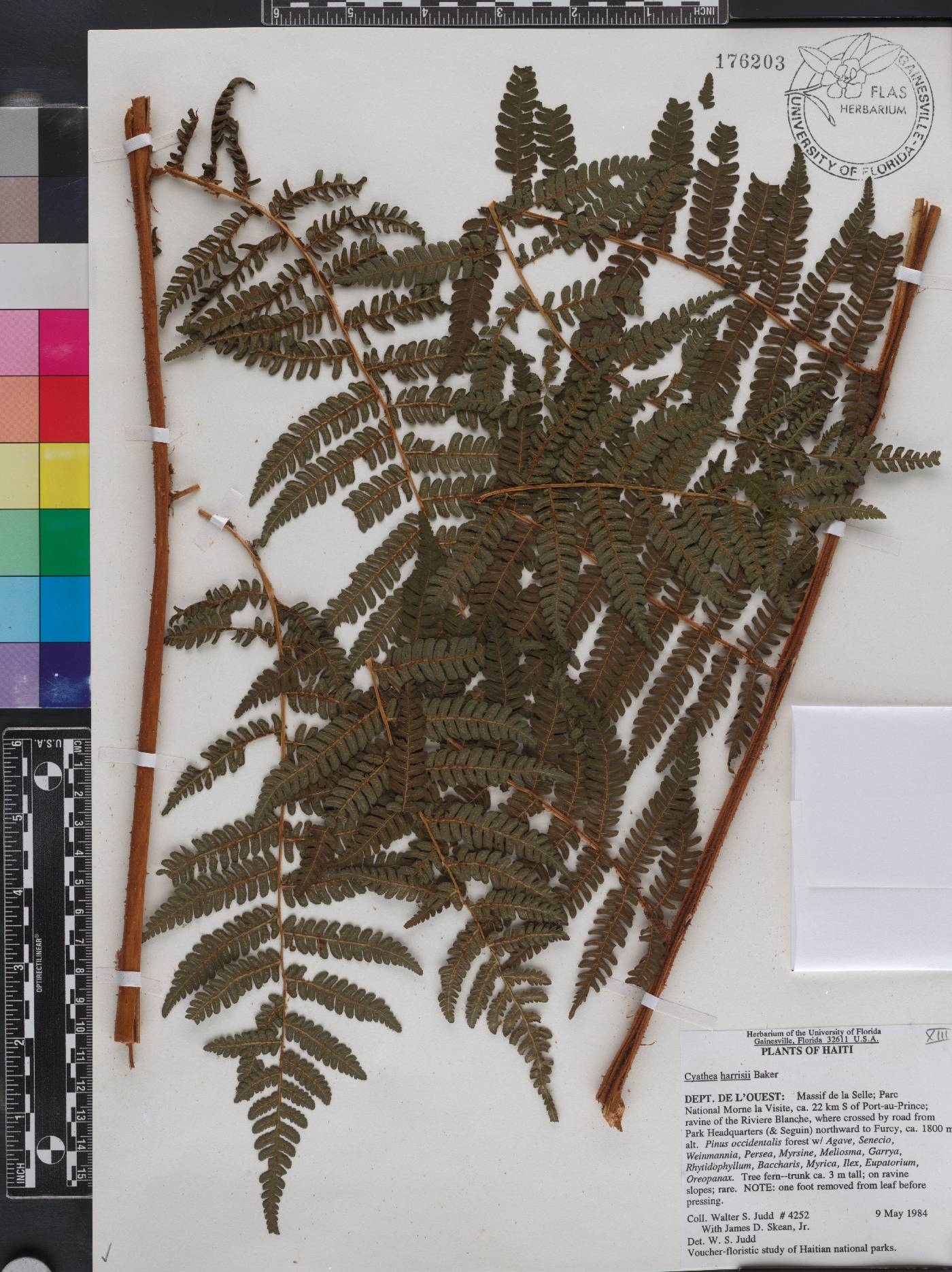 Cyathea harrisii image