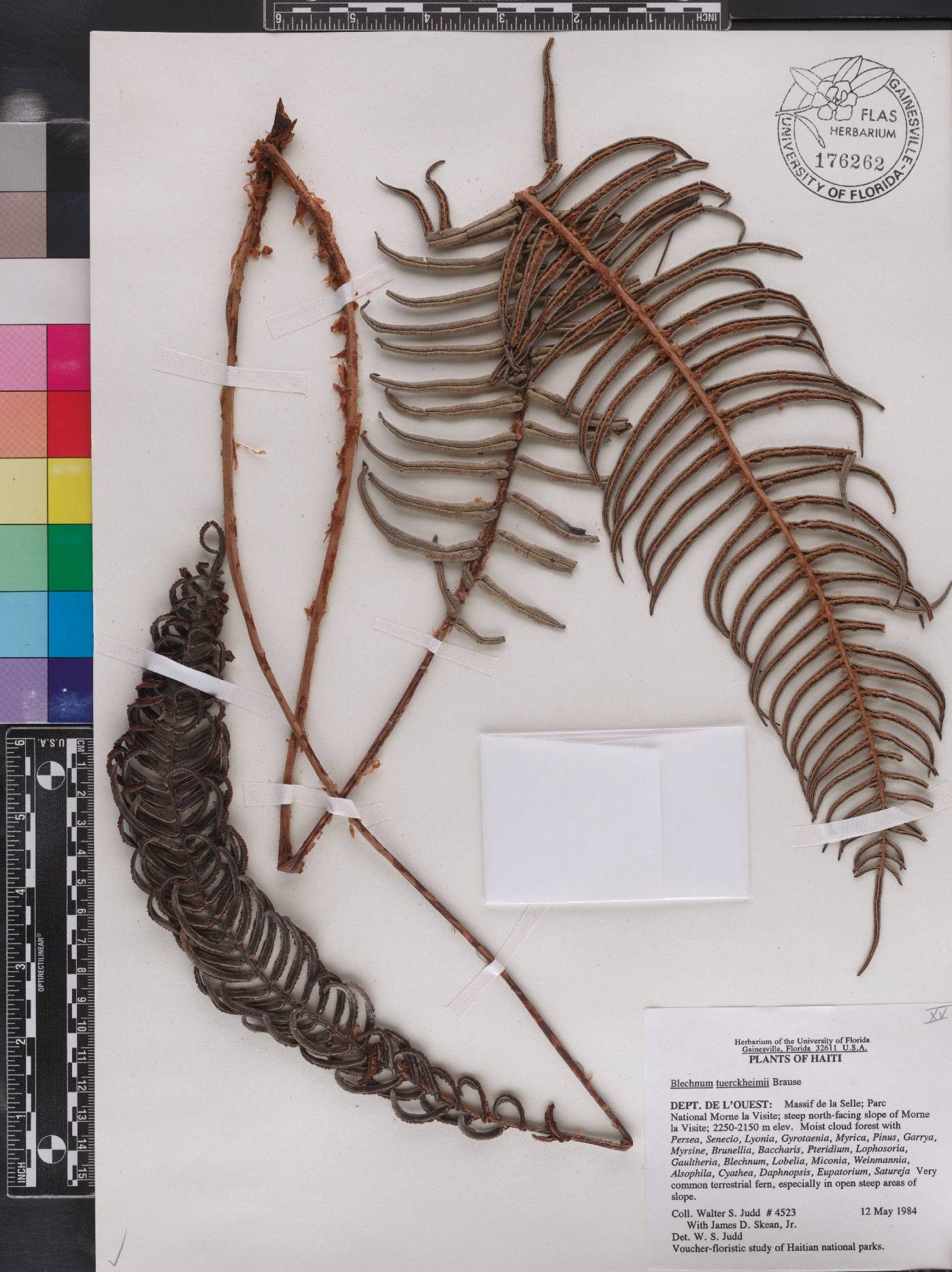 Blechnum tuerckheimii image