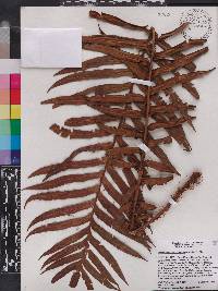 Blechnum underwoodianum image