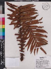 Blechnum underwoodianum image