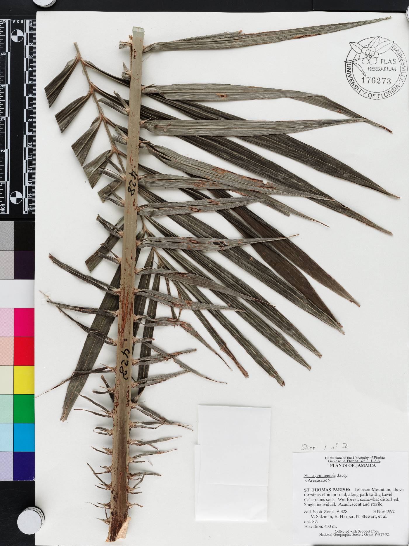 Elaeis guineensis image