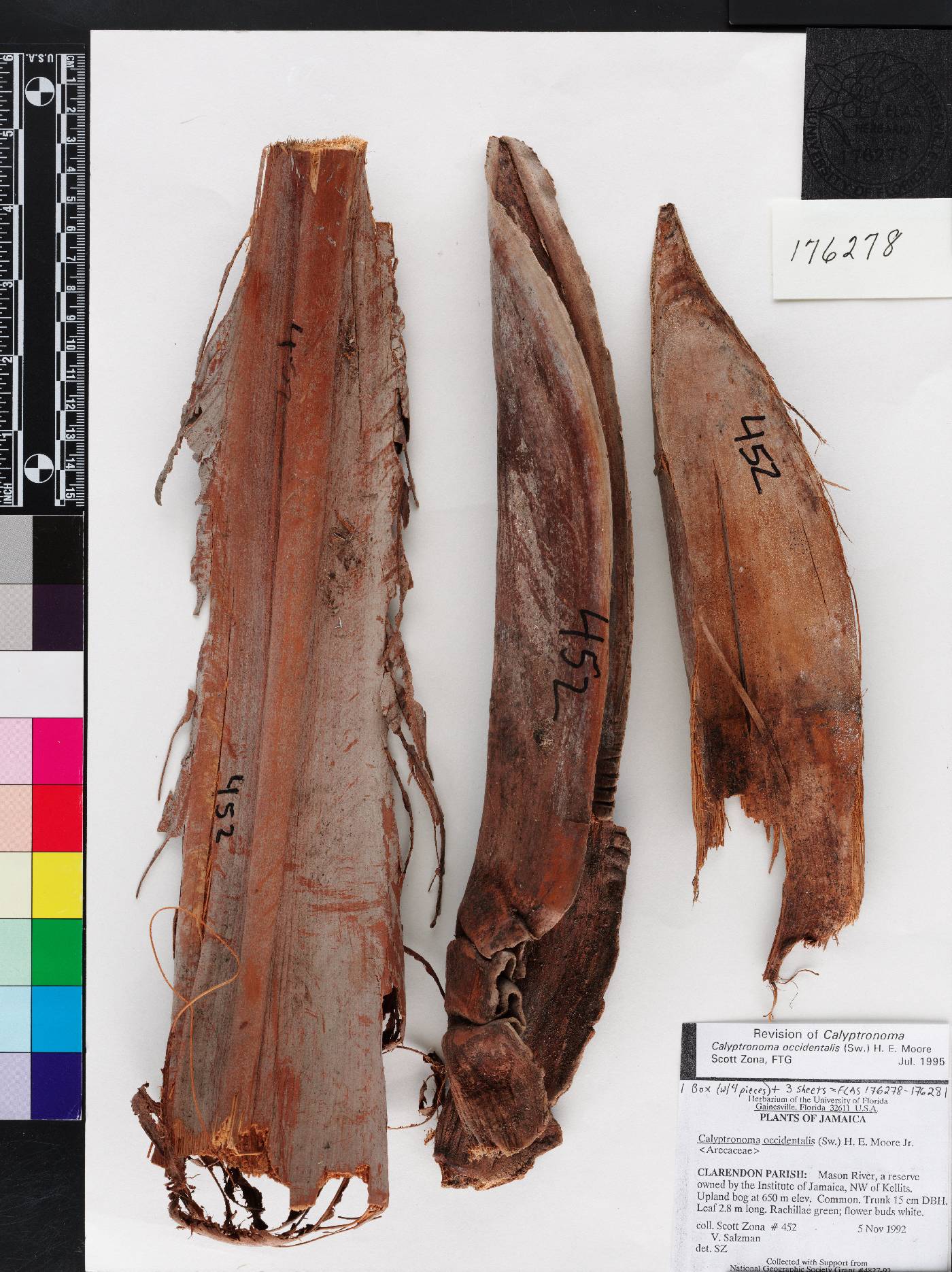 Calyptronoma occidentalis image