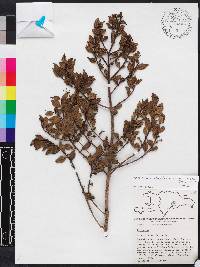 Miconia antillana image