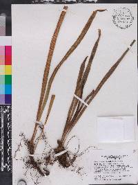 Campyloneurum angustifolium image