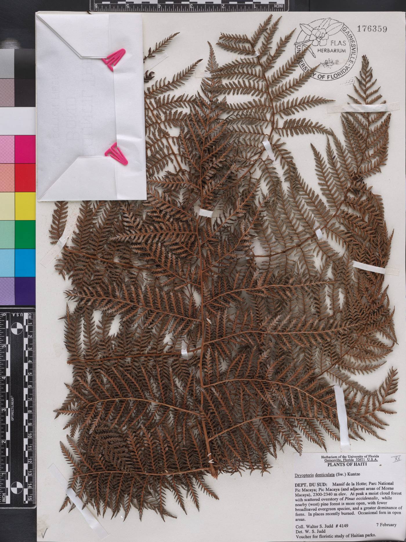 Arachniodes denticulata image