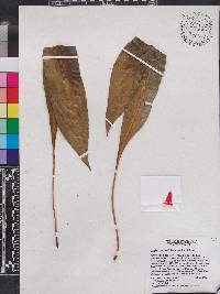 Elaphoglossum latifolium image