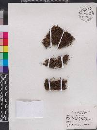 Elaphoglossum peltatum image