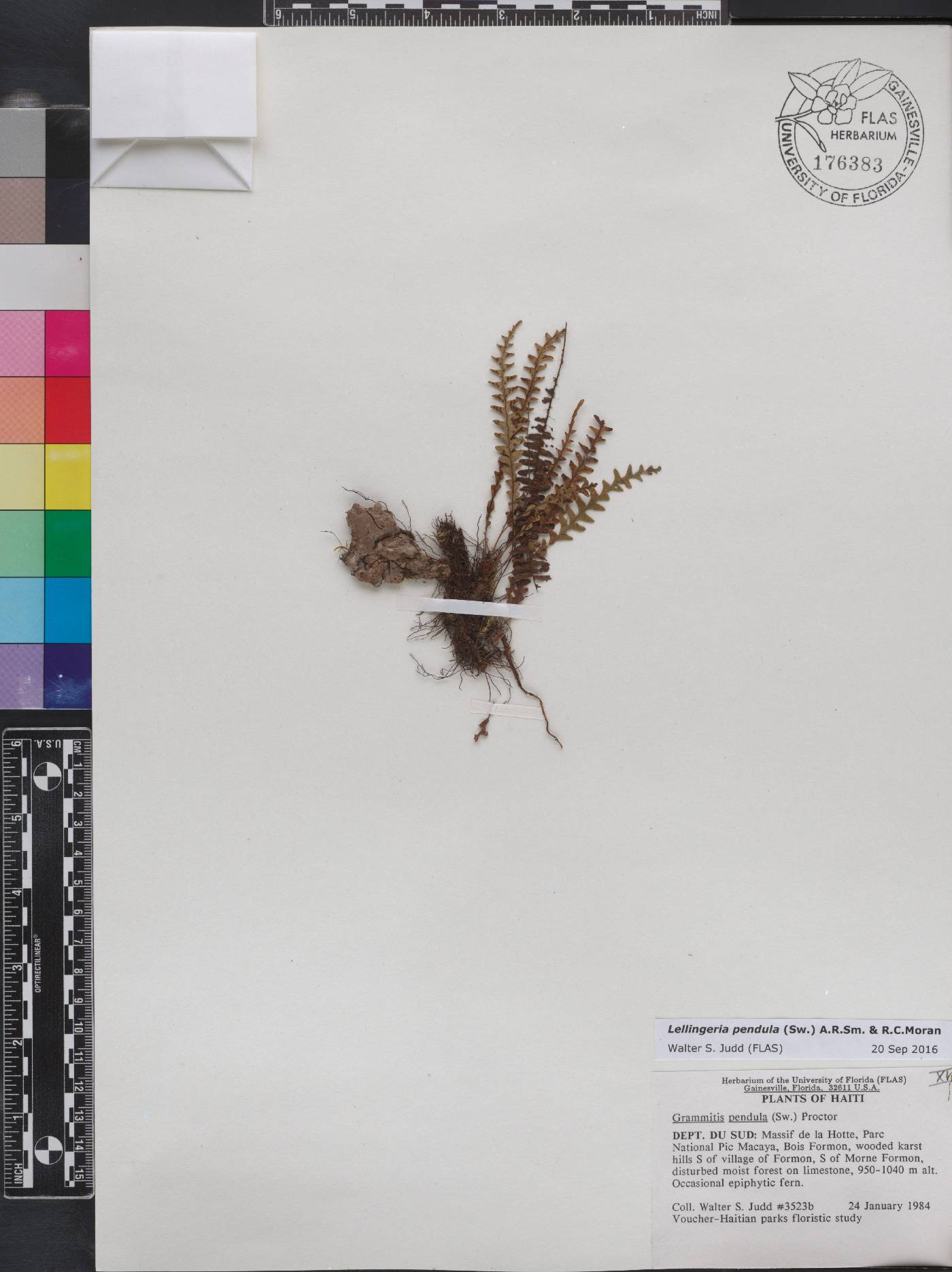 Lellingeria image