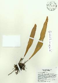 Pleopeltis marginata image