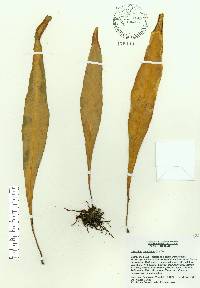 Pleopeltis marginata image