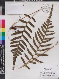 Serpocaulon dissimile image